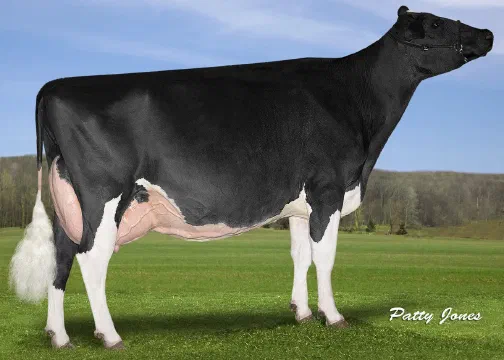 Vaca Holstein Futurecrest Aftershock Linda