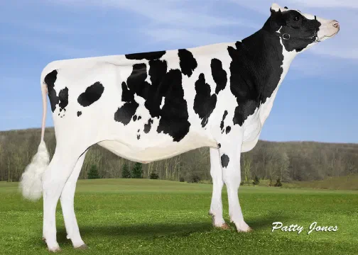 Vaca Holstein Futurecrest Aftershock Talisha