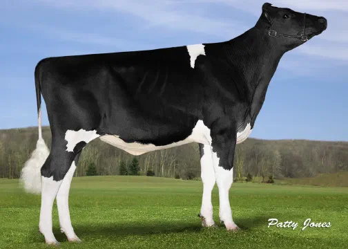 Vaca Holstein Futurecrest Brady Teal