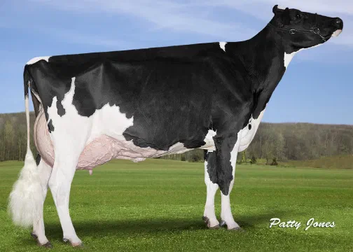 Vaca Holstein Futurecrest Goldwyn Trixie