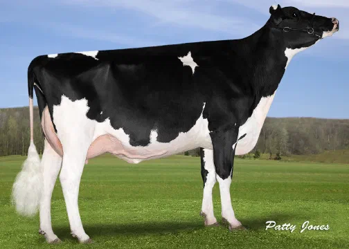 Vaca Holstein Futurecrest Lexor Tamara