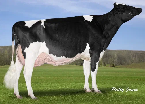 Vaca Holstein Mapelwood Sudan Lexie